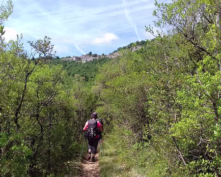 173 Le chemin du retour vers Saint-Antonin à travers une végétation dense