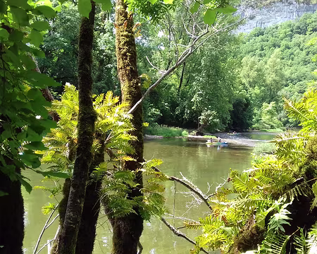 176 Fougères épiphytes