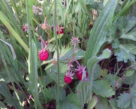 203 Fraises des bois