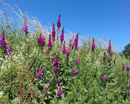 207 Digitales pourpres