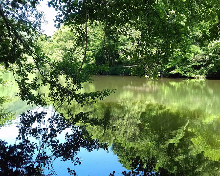 225 Les eaux calmes du Viaur au bief de l’ancien moulin de la Souleyrie