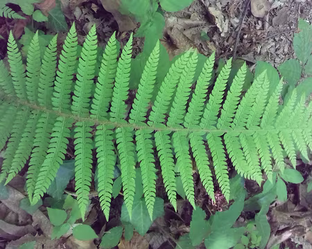 228 Belle fougère au bord du Viaur