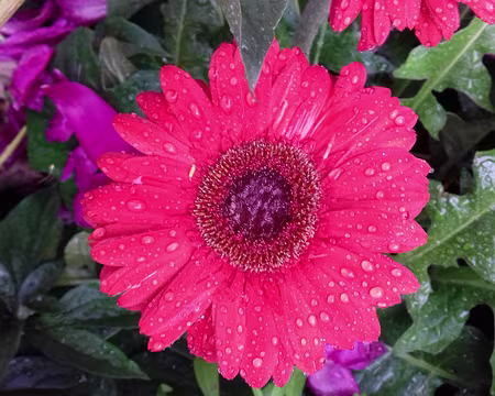 229 Merci Nicole et Bernard pour ces magnifiques randonnées occitanes autour de Caylus