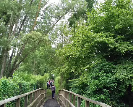 017 Passerelle dans le marais