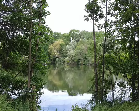 020 Aulnes au bord d’un étang