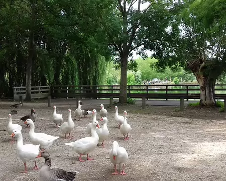 023 Quelques oies au bord de l’eau
