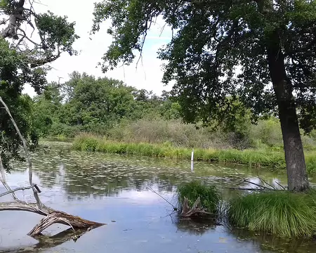 036 Le Marais de Fontenay (85 ha) est situé en rive droite de l’Essonne. Il a été acquis par le département en 1999