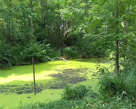 039 Lentilles d’eau