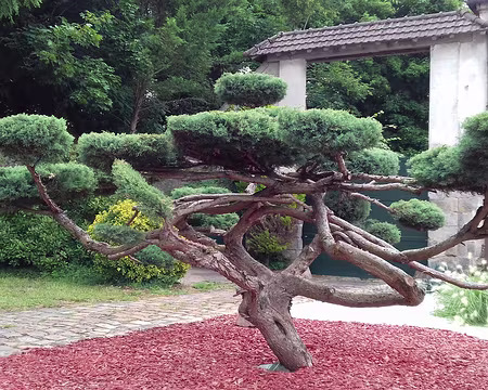 007 Thuya dans le village