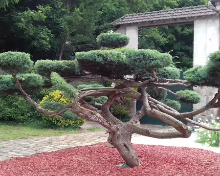 007 Thuya dans le village