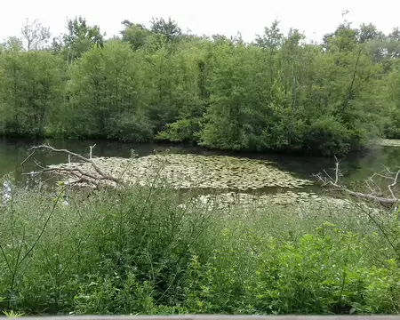 018 Un étang au milieu d’une végétation luxuriante