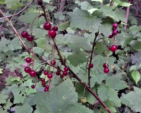 019 Groseilles dans le sous-bois humide
