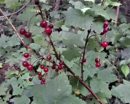 019 Groseilles dans le sous-bois humide