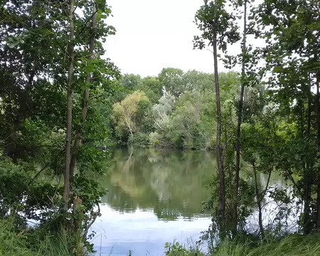020 Aulnes au bord d’un étang