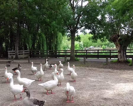 023 Quelques oies au bord de l’eau