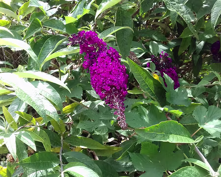 030 Arbre aux papillons