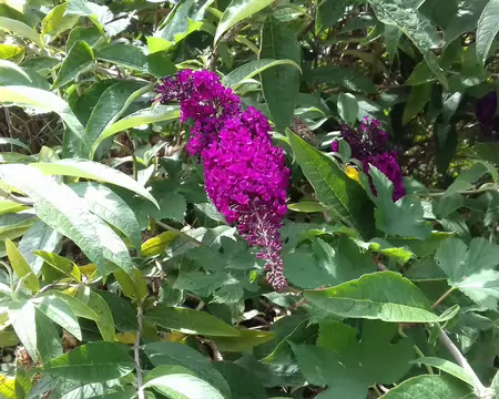 030 Arbre aux papillons