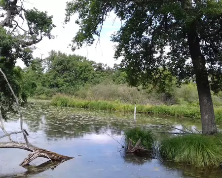 036 Le Marais de Fontenay (85 ha) est situé en rive droite de l’Essonne. Il a été acquis par le département en 1999