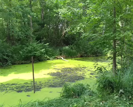 039 Lentilles d’eau