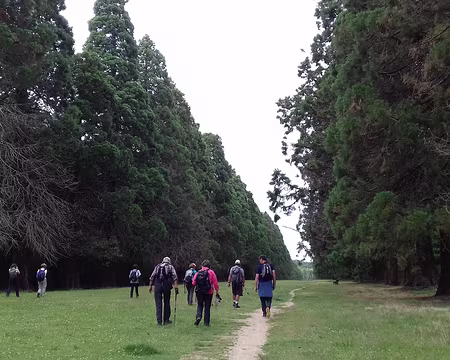 042 L’allée des Séquoias géants dans le parc de Villeroy à Mennecy. Longue de 800 m, cette allée est bordée de 134 séquoias plantés en 1887 (hauteur : 30 m,...