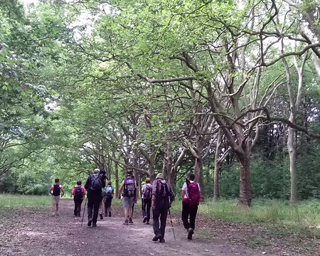 043 L’allée des Platanes dans le parc de Villeroy …