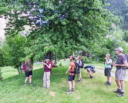 2022-06-06_15-30-04-20220606-15h30m04s-PXL_20220606_133004145-V3-V1 Le pauvre cerisier du camping subit les assauts des cafistes voraces