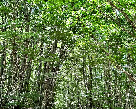 IMG_1494 forêt du bougès