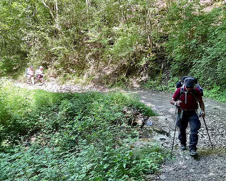 IMG_1497 forêt au-dessus de Bédouès