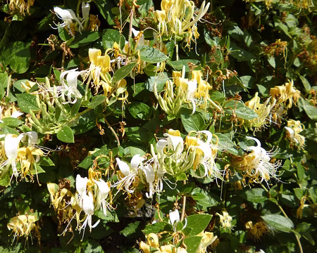 P1150222 Chèvrefeuille