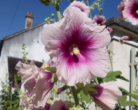 P1150223 Rose trémière