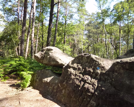 P1150227 ...aux formes étonnantes
