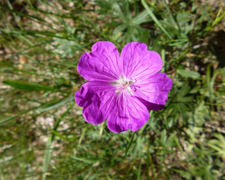 P1150243 Géranium sanguin