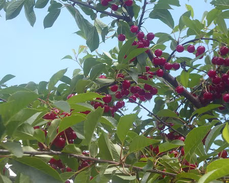 P1150286 Cerises de Montmorency sur le quai de la gare de Bretoncelles