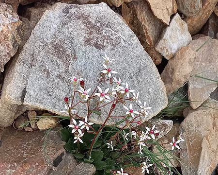 011 Micranthe stellaire.