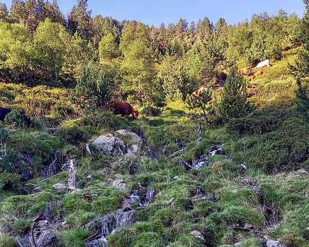 028 Mar. 26 juil. 22. Départ du refuge de Valferrera, Barranc d'Arcalis.