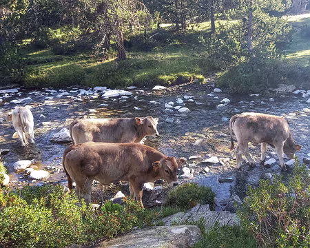 031 Veaux dans l'eau.