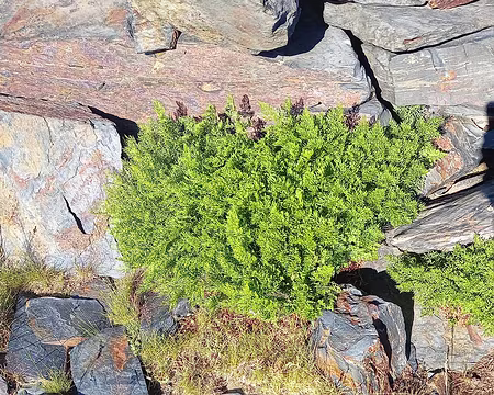 044 Allosore crépu, fougère de montagne vivace.