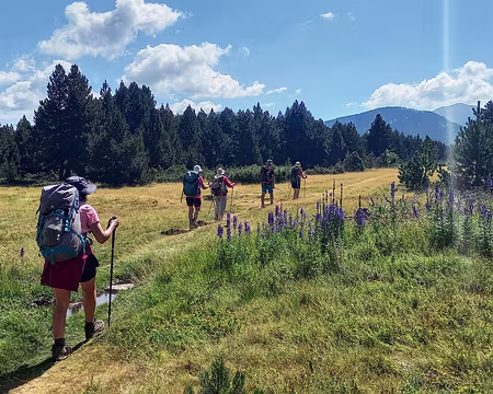 071 Dim. 31. Juil. 22. Aconits napels, abondants, au Col d'Ordino