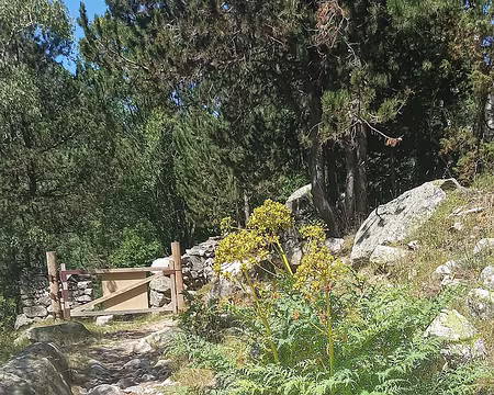 084 Couscouil, ou Coscoll en catalan, plante typique des Pyrénées orientales.