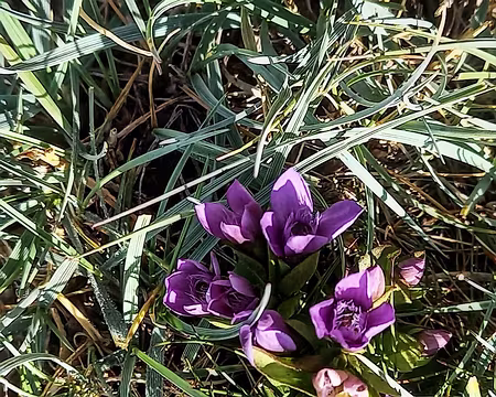 104 Gentianes cillées ou gentianes champêtres? PlantNet reste indécis.