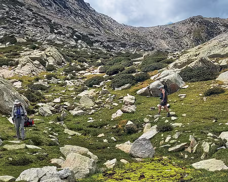 113 Rhododendrons et au premier plan 