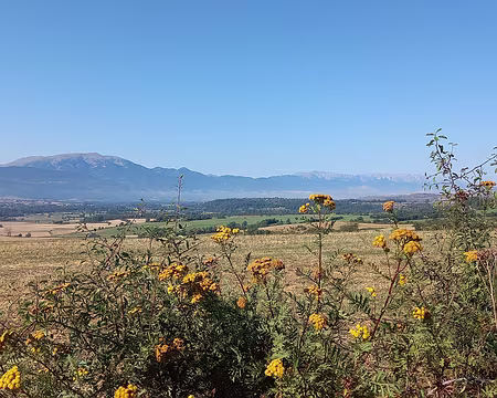 127 Beaucoup de tanaisie au bord des chemins de Cerdagne.
