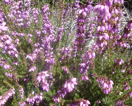 P1150330 Bruyère