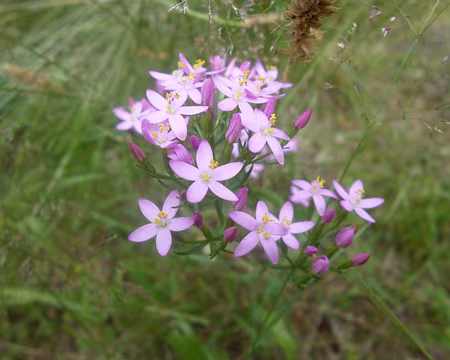 P1150346 Petite-centaurée. Merci à Alain.