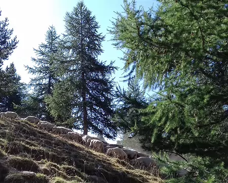010 Les moutons
