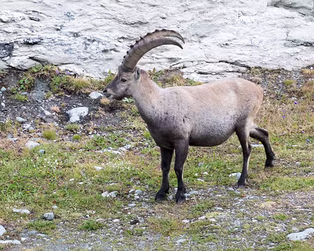 20220729-20h19m19s-XLA02273-V3 Bouquetin du soir