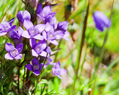 20220801-14h05m01s-P1130669-V3 Gentiane champêtre.