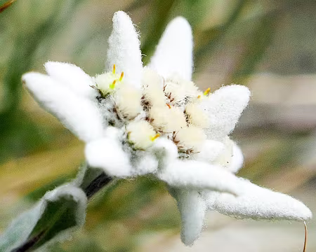 20220802-12h45m02s-p1130726_52358344276_o-V3 Edeilweiss (Leontopodium alpinum).