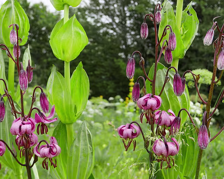P1120571 Lis martagon (Lilium martagon).