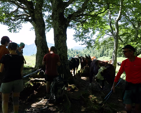 P1120606 Fin de notre pause déjeuner, éjectés par le troupeau de vaches qui vient comme à son habitude se mettre à l'ombre des arbres au Col de la Ruchère.